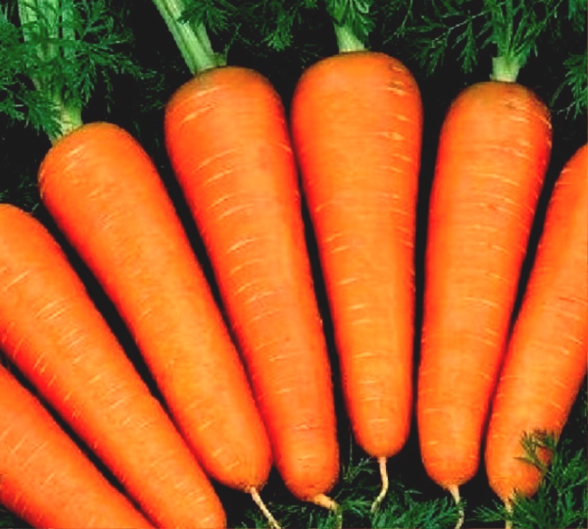 Лучшие сорта моркови.jpg