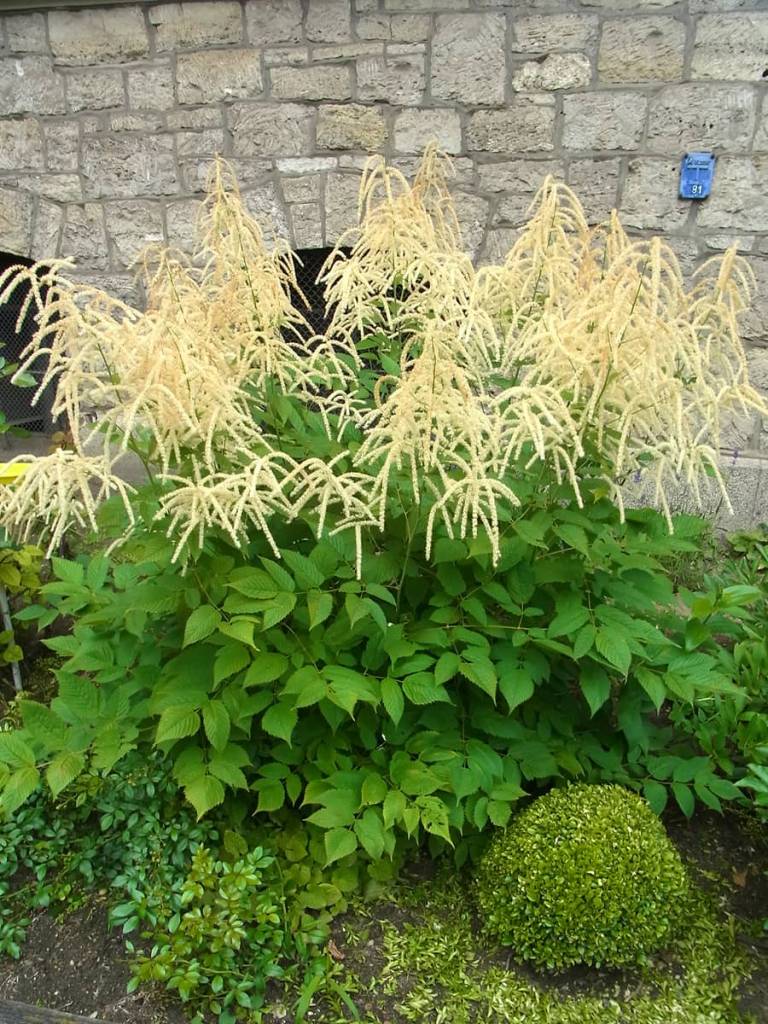 Aruncus garden