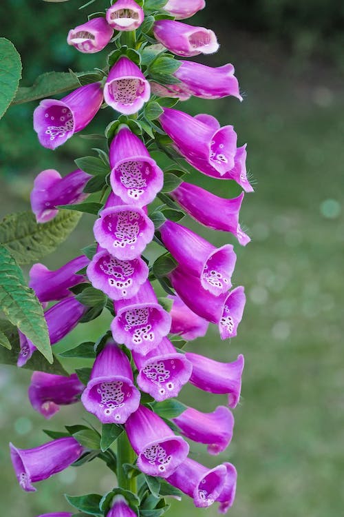 Digitalis Purpurea