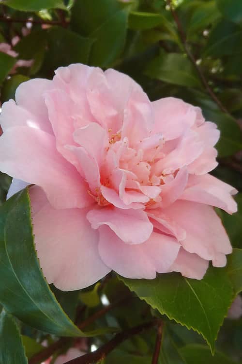Camellia japonica King's ransom