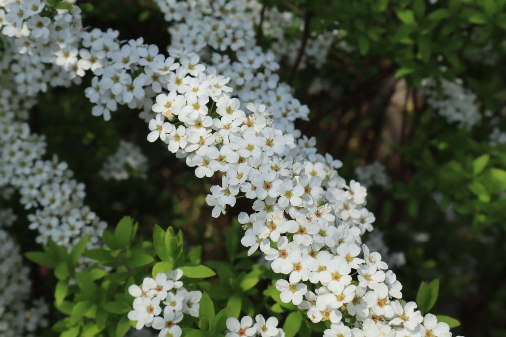 Спирея Тунберга (Spiraea thunbergii)