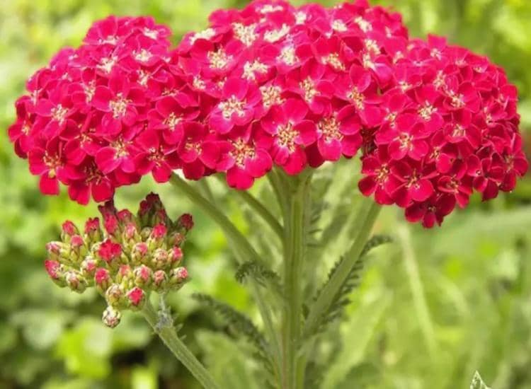 Achillea ptarmica Red Velvet