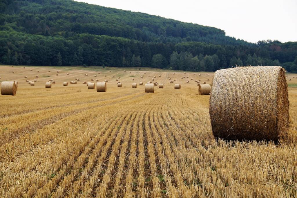 Ранні зернові культури зібрані вже на площі 6,531 млн га.