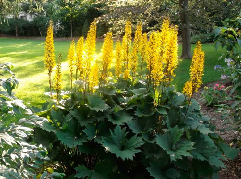 Ligularia przewalskii Rocket