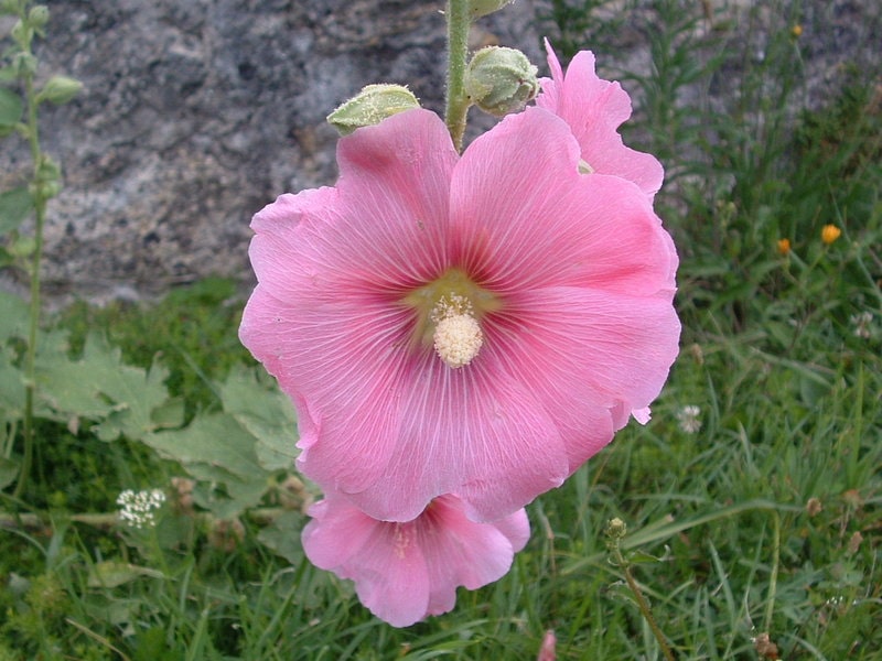 Рожа городня, Alcea rosea