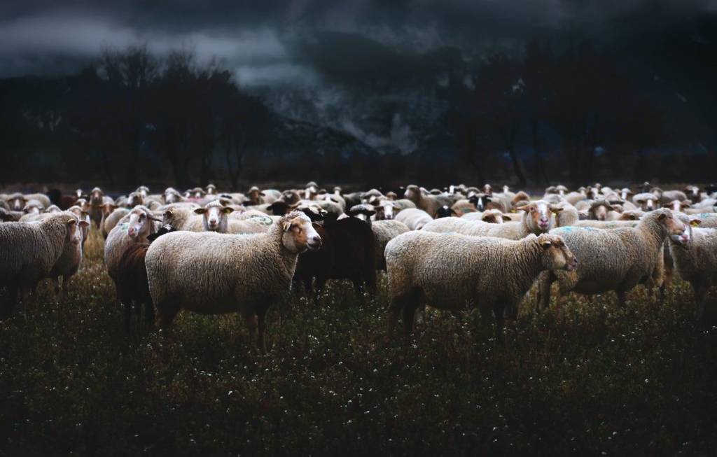Ночное выпасание овец