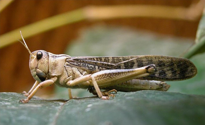 Сарана перелітна (Locusta migratoria)