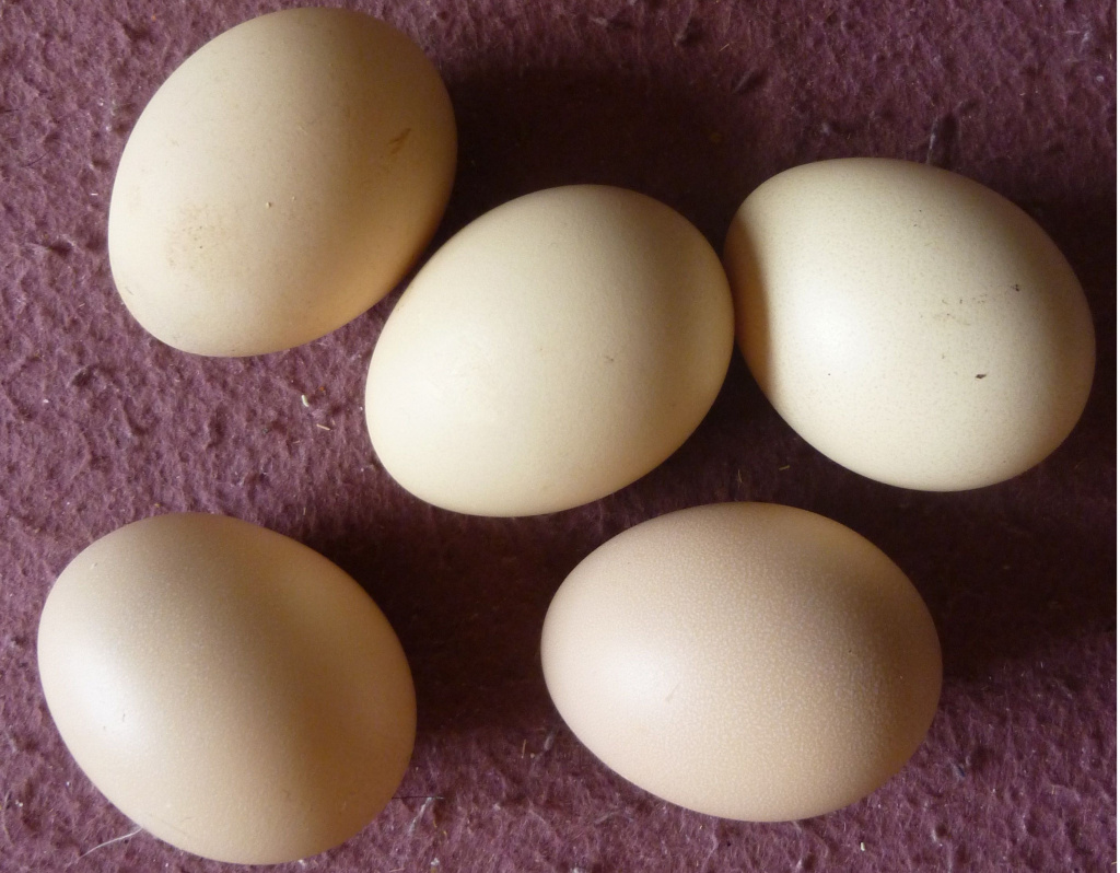Яйця китайських шовкових кур