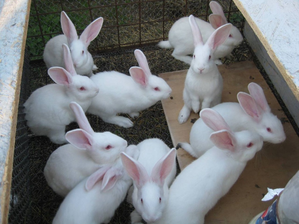 Выращивание кролей на дадчном участке.jpg
