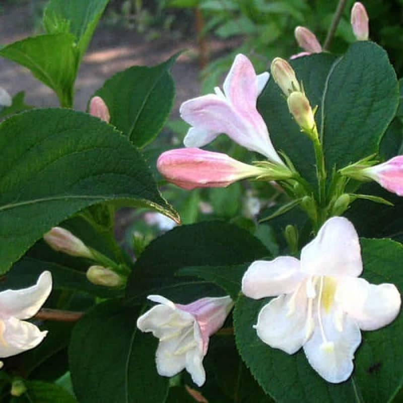 Weigela florida Alba