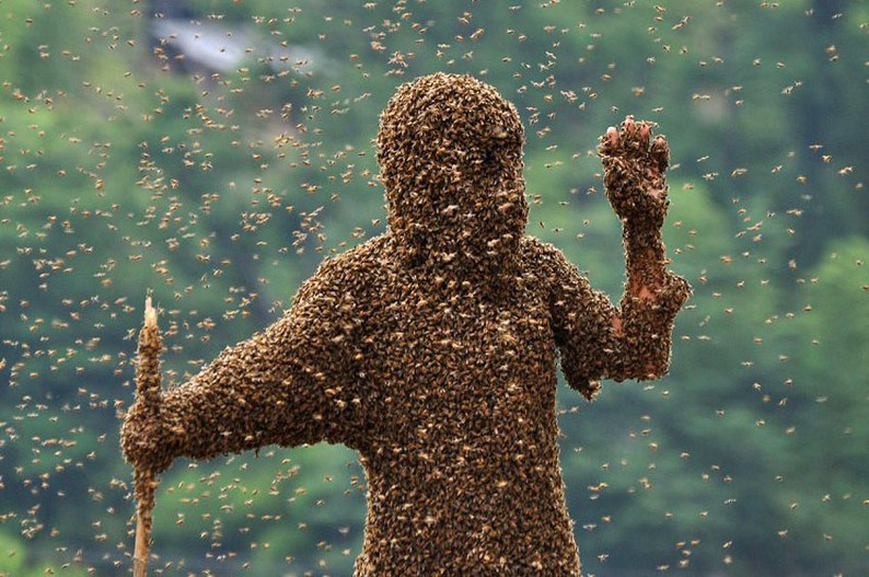 Охотник за пчелами