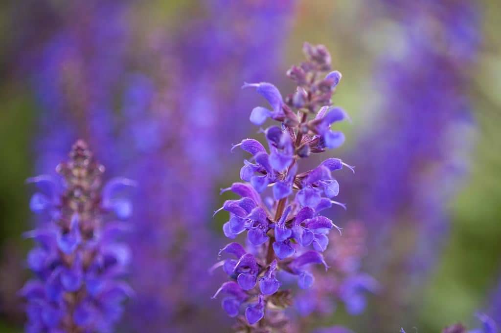 Salvia nemorosa Viola Klose