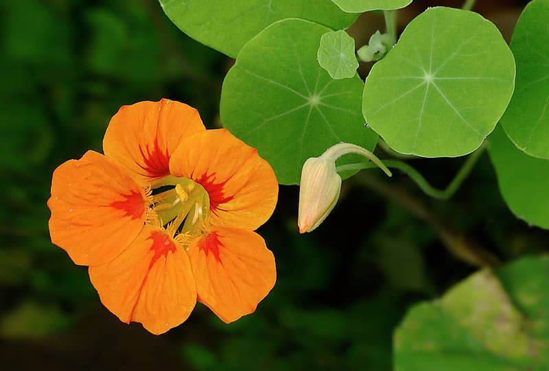 Tropáeolum május Bogja korovka