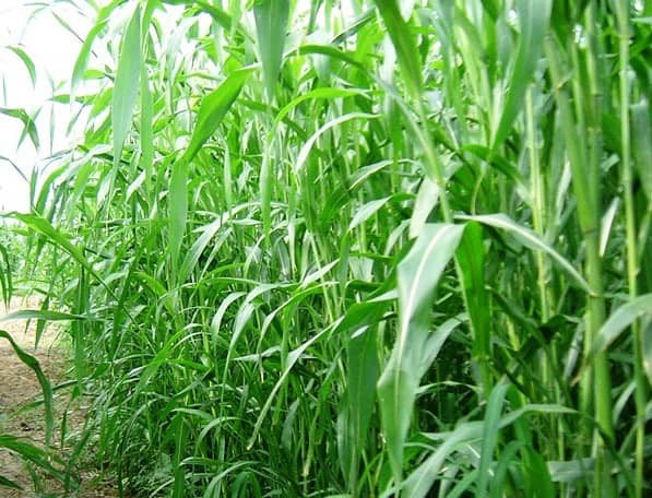Суданская трава