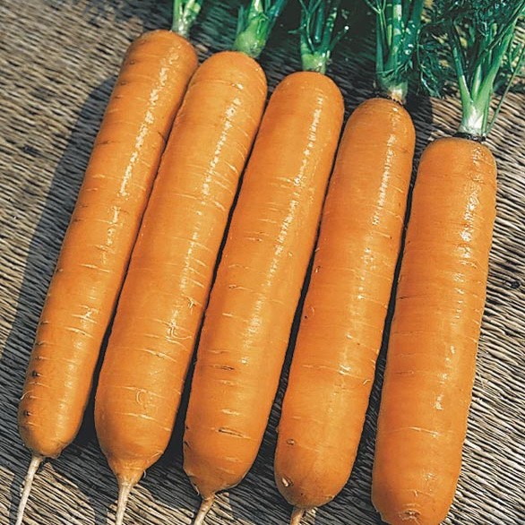Морковь сорта Самсон.jpg