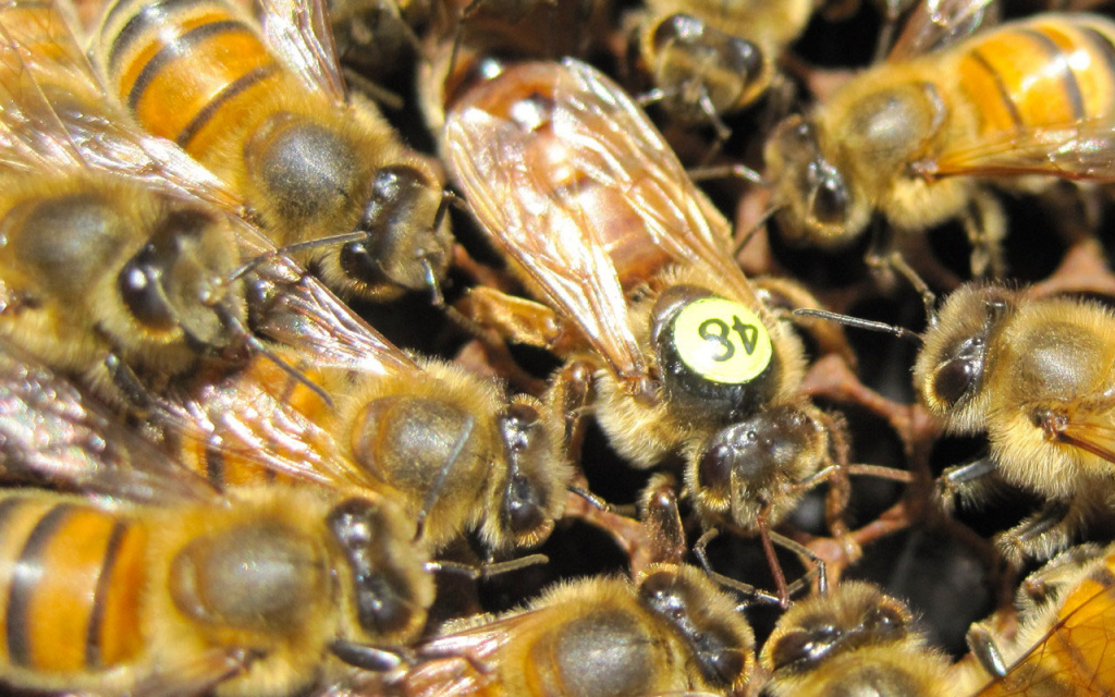 Матка с пчелами
