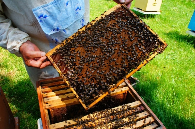 Замена старой пчеломатки
