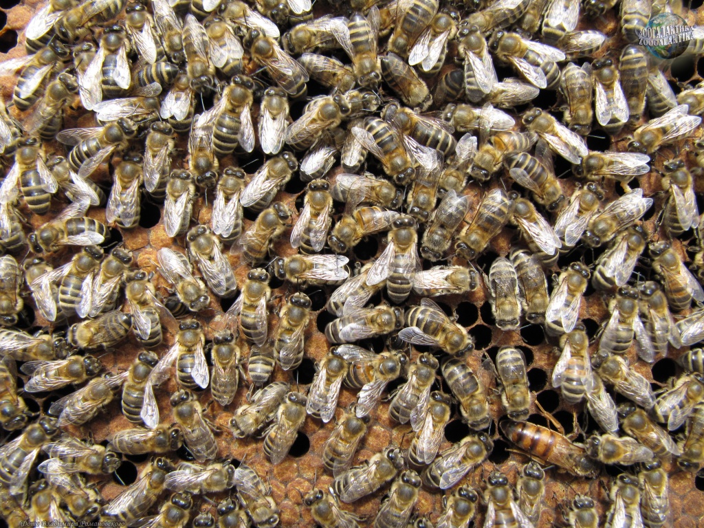 Пчелиная семья.jpg