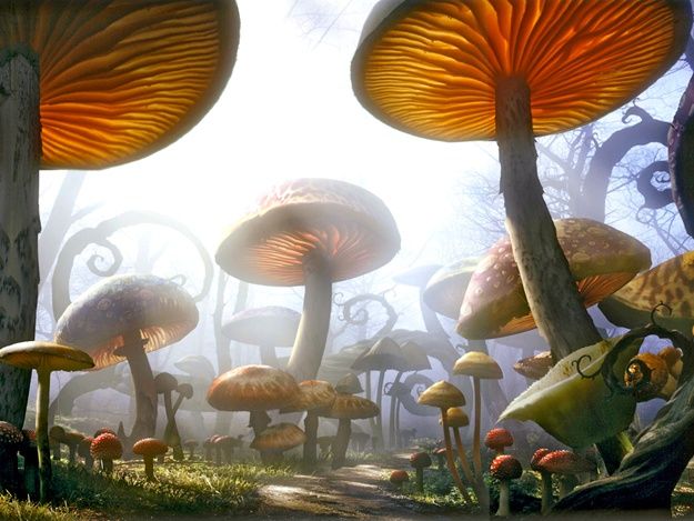 Какие загадки таят в себе грибы