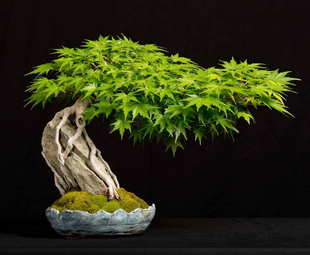Acer-bonsai