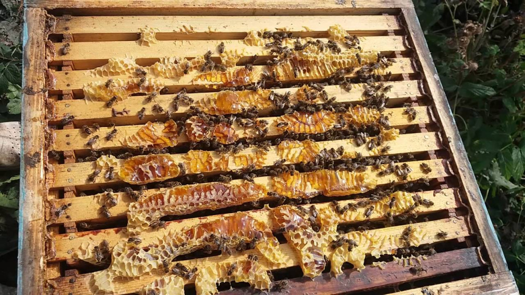 Степные пчелы в Украине