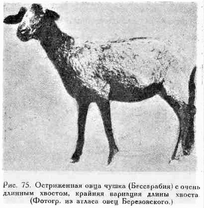 Бессарабская овца, чушка