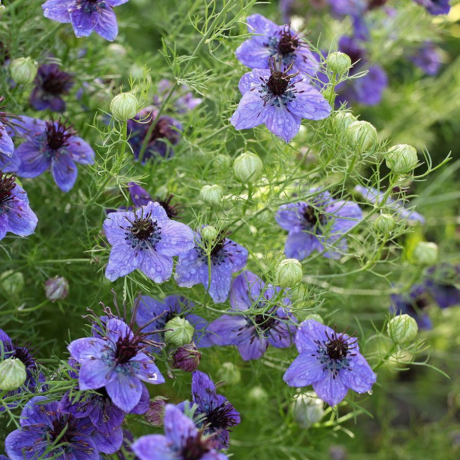 Nigella hispanica