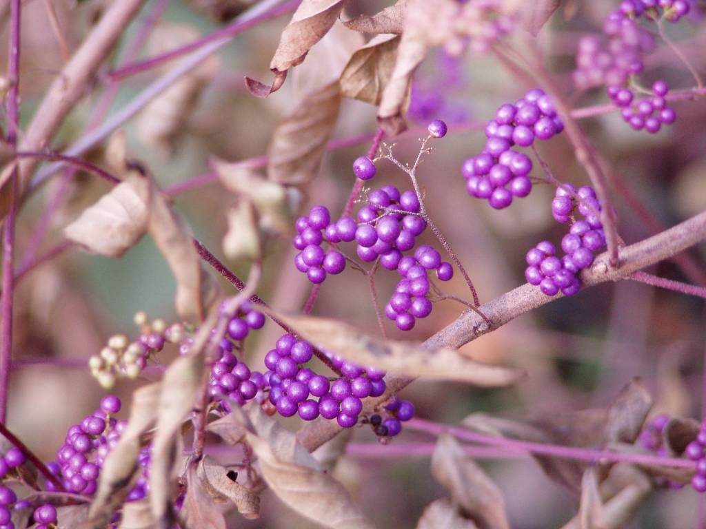 Красивоплодник Бодиньера,  каликарпа Бодиньера  (Callicarpa bodinieri) 