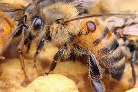 Бджоли лінії вароатолеоанц