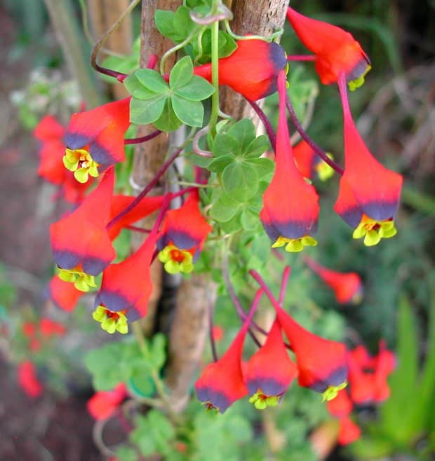 Tropaeolum tricolorum