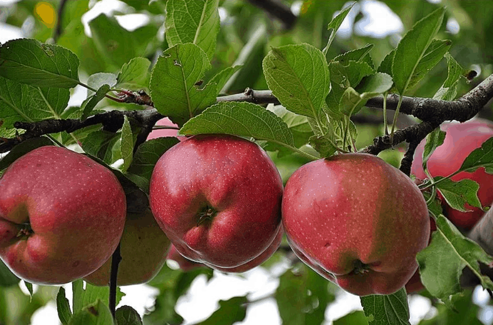 Плоды яблони сорта "Jumbo Pomm" могут достигать килограммового веса