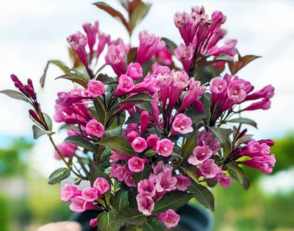 Weigela Purpurea