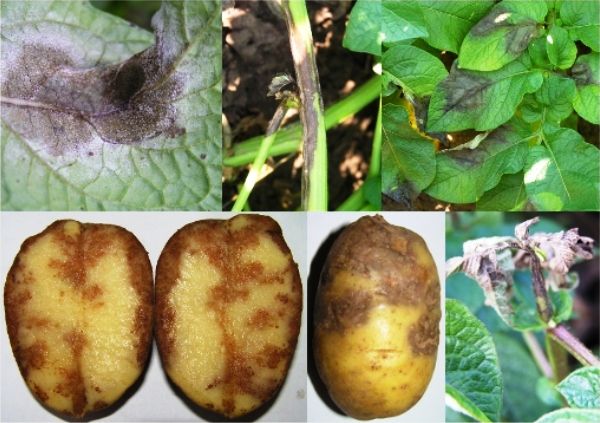 Признаки фитофтороза на картофеле