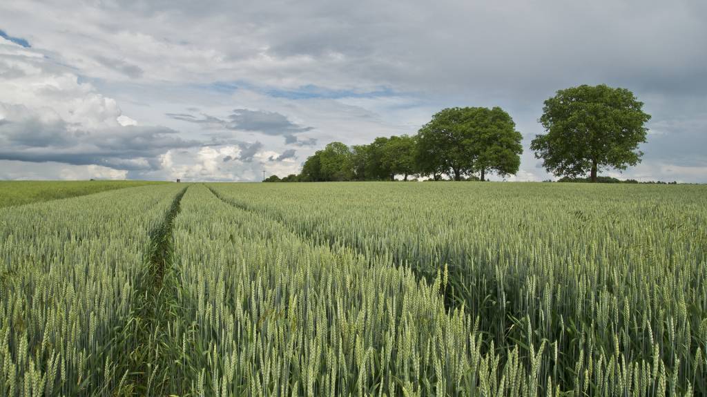 Карликові й напівкарликові сорти пшениці спричинили "зелену революцію" в ХХ столітті