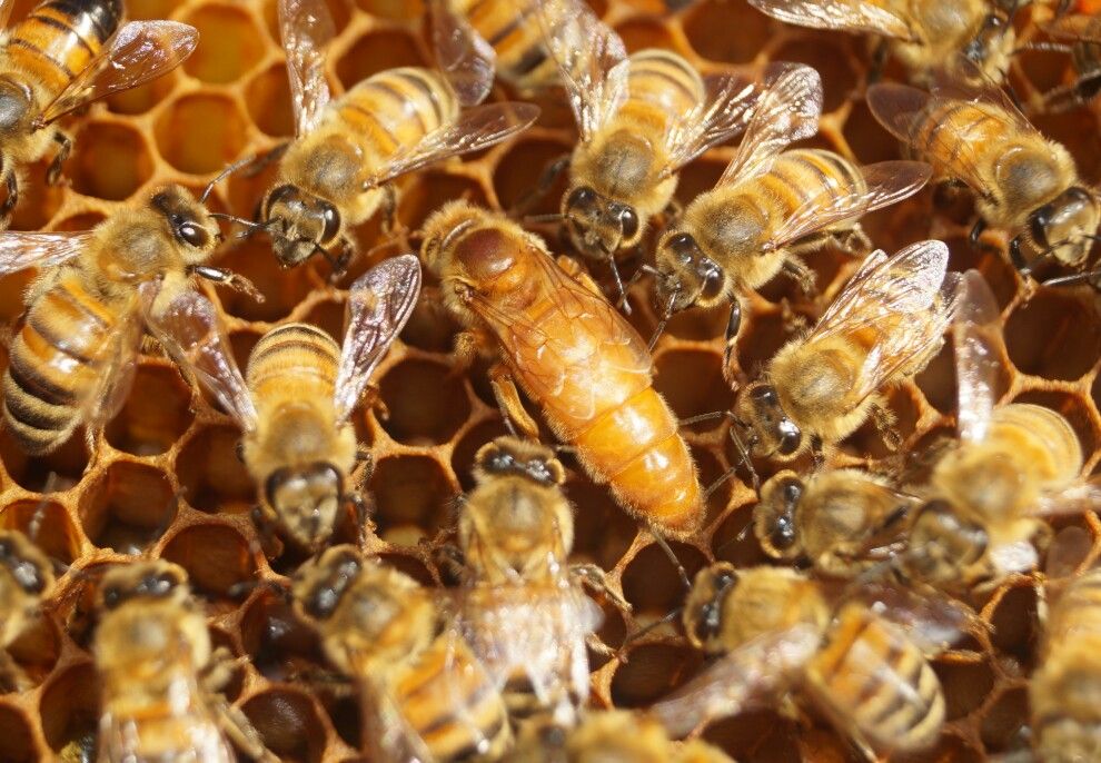Італійська порода бджіл
