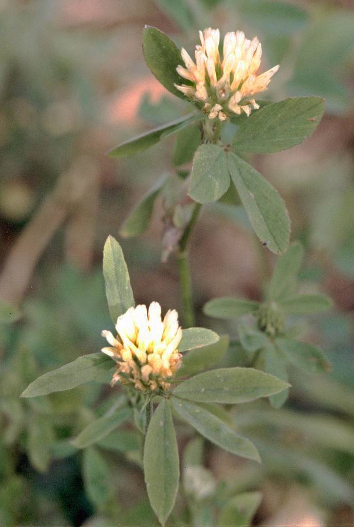 Клевер александрийский (Trifolium alexandrinum)