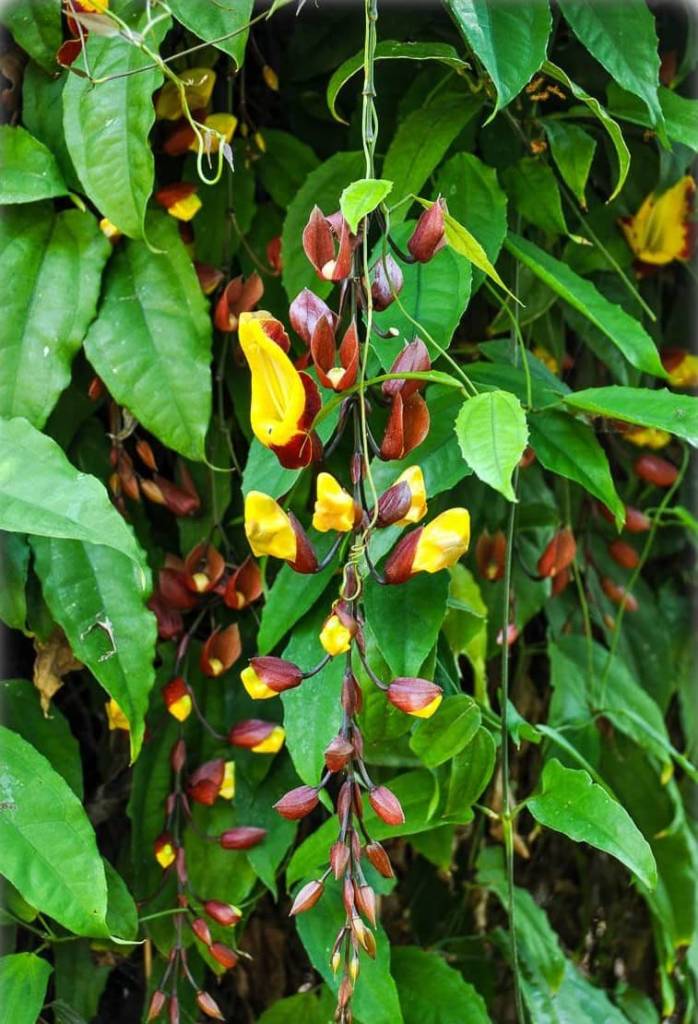 Thunbergia mysorensis