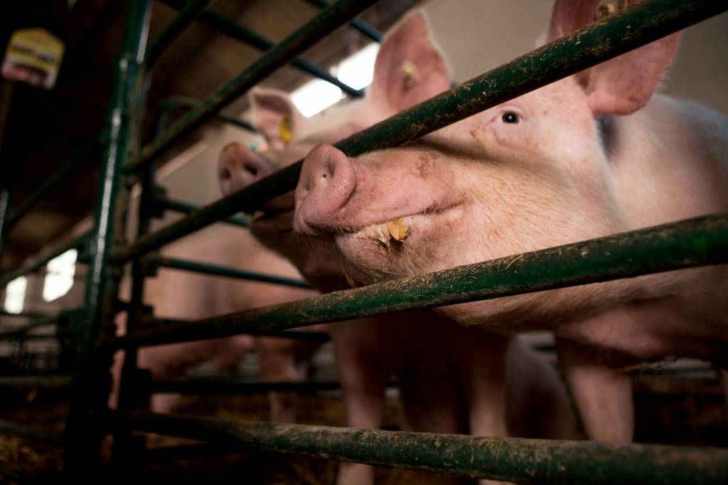 Собівартість виробництва свинини в Україні може підвищитися через здорожчання кормів