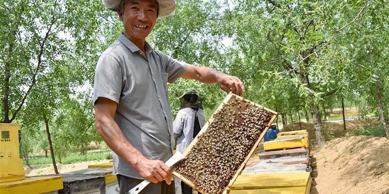 Китайське бджільництво