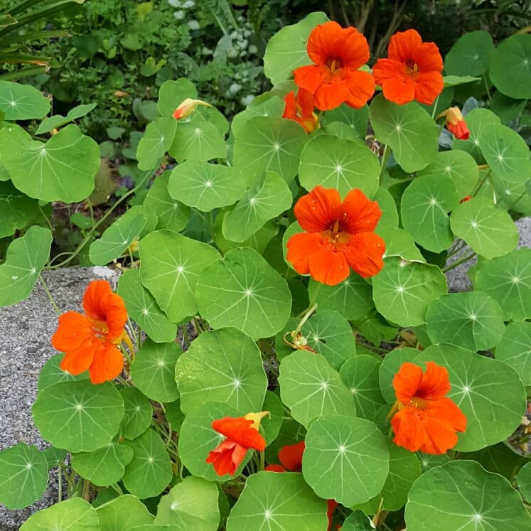 Tropaeolum Lobbianum