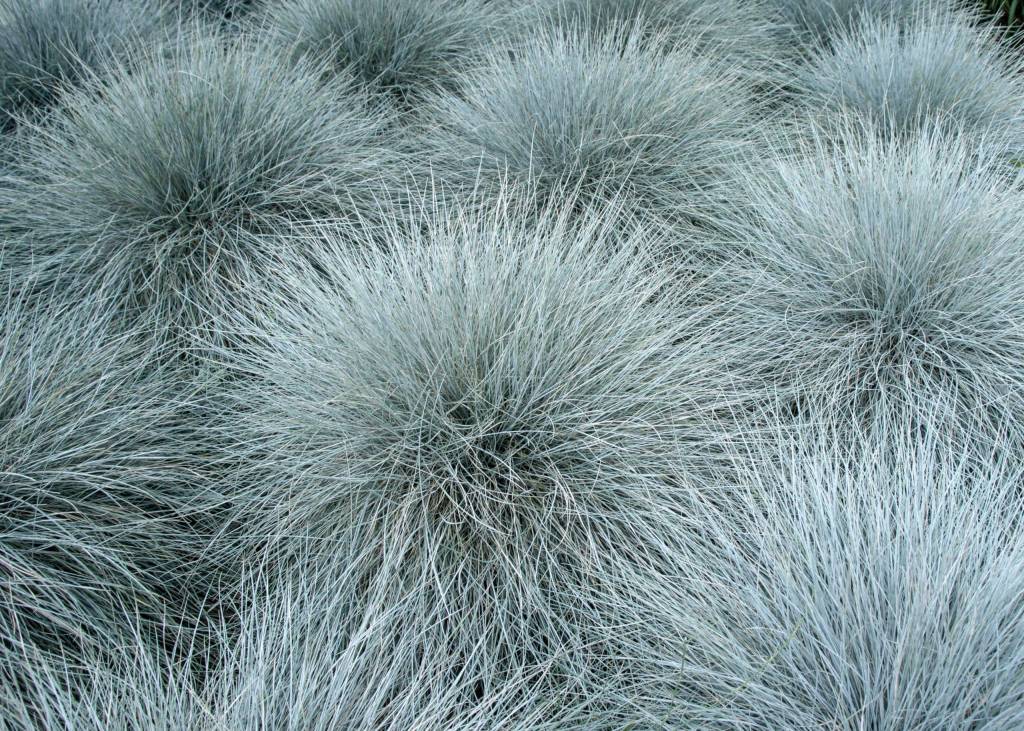 Festuca glauca