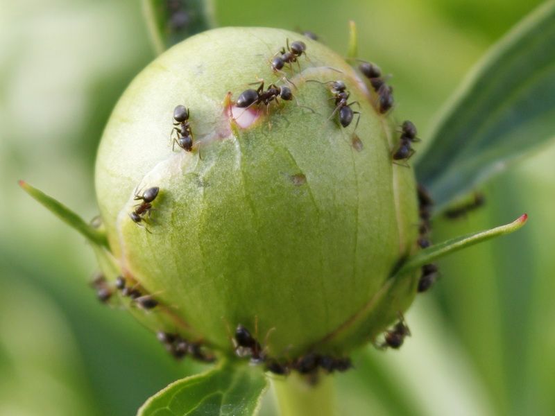 Эффективная борьба с муравьями