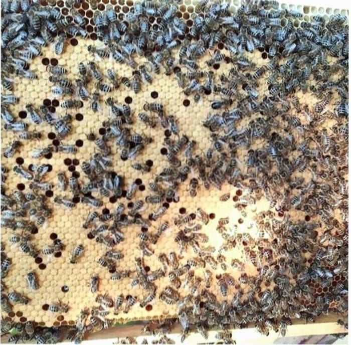 Пчелы линии варроатолеранц