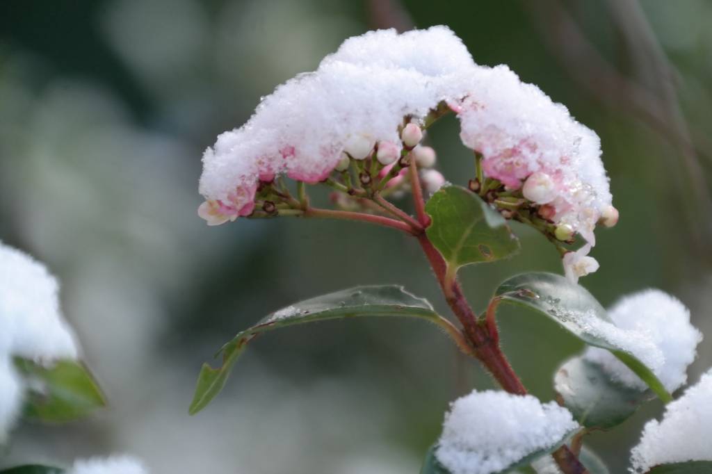 Квітки садових рослин страждають від морозів