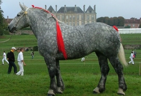 Першеронская порода лошадей