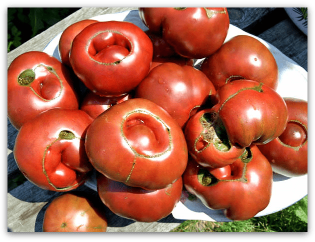Искривленные томаты