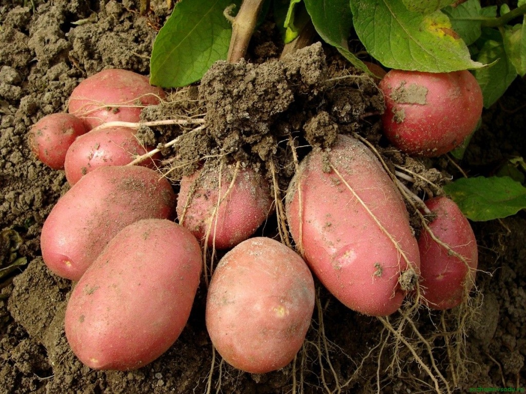 Як отримати щедрий урожай картоплі