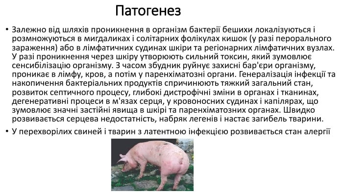 Бешиха свиней