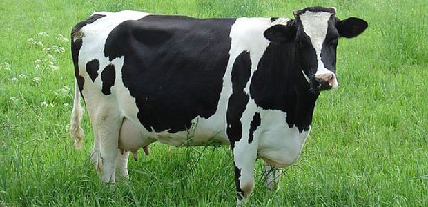 Репродуктивні проблеми корів