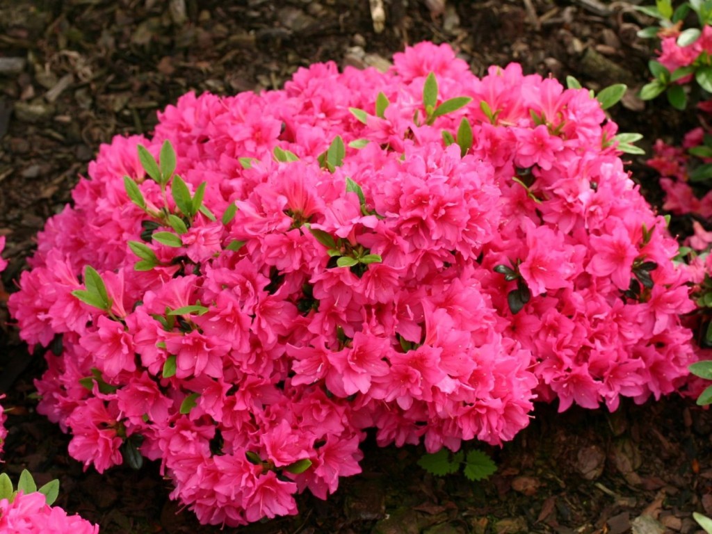 Rhododendron obtusum Purpurkissen